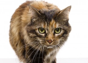travis duncan cat photo